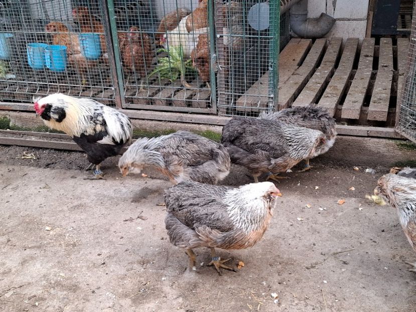  - Găini Araucana Argintiu -Silver
