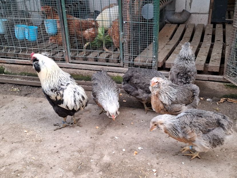  - Găini Araucana Argintiu -Silver