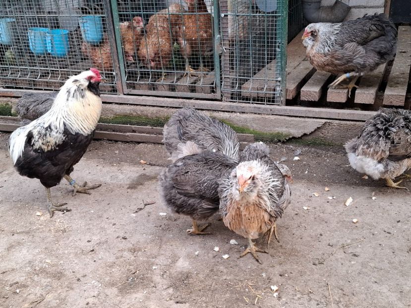  - Găini Araucana Argintiu -Silver