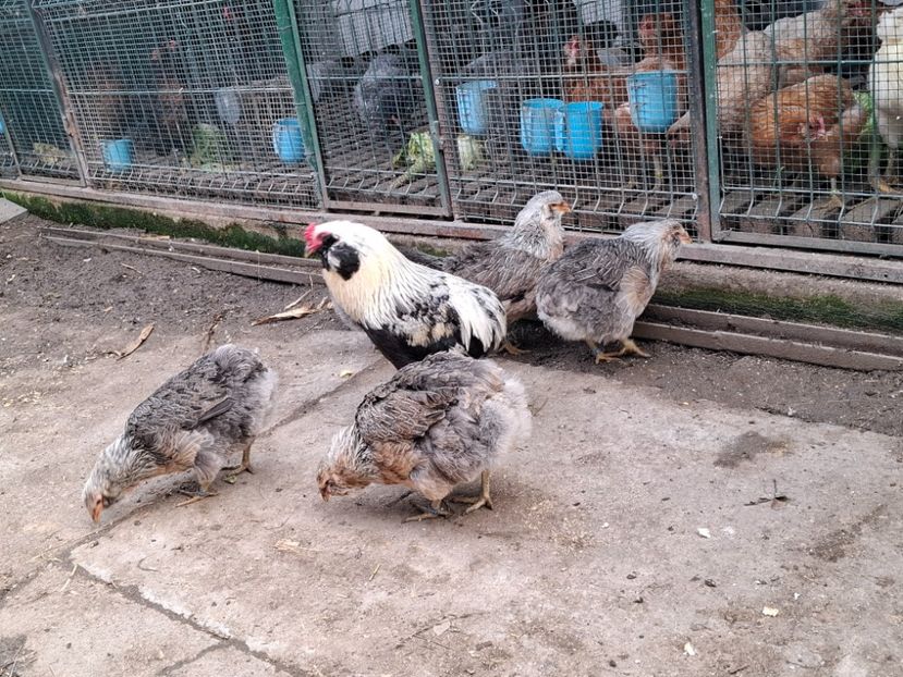  - Găini Araucana Argintiu -Silver
