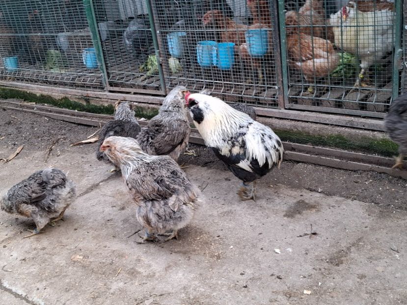  - Găini Araucana Argintiu -Silver