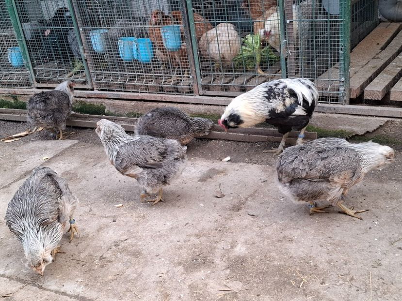  - Găini Araucana Argintiu -Silver