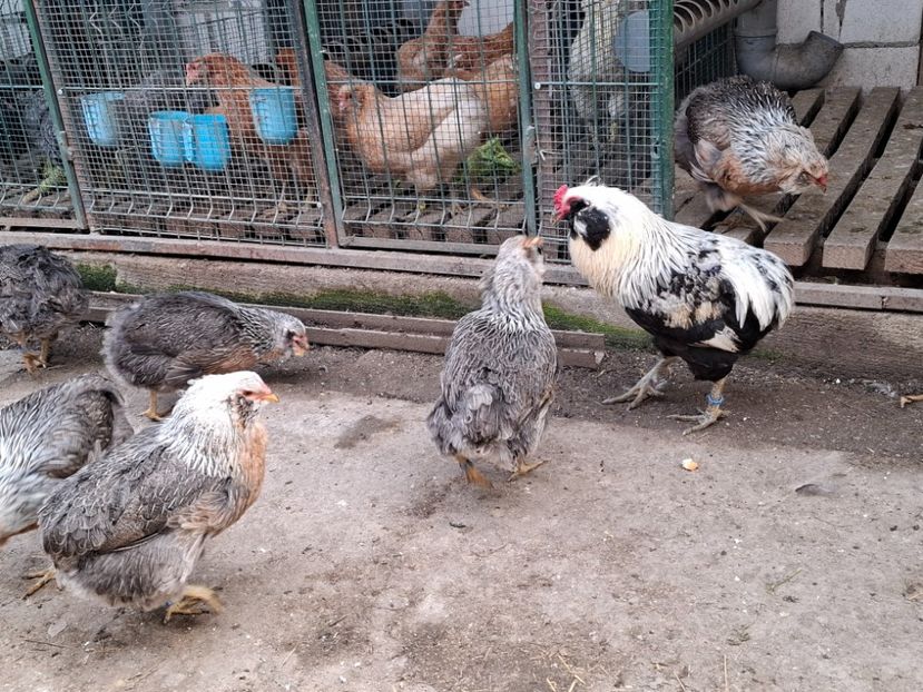  - Găini Araucana Argintiu -Silver