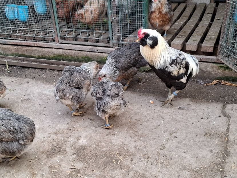  - Găini Araucana Argintiu -Silver