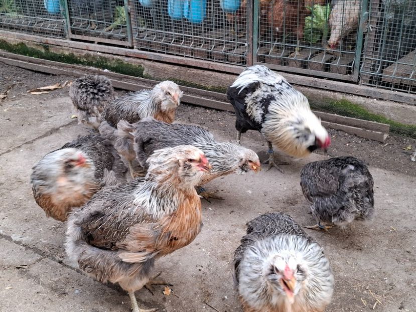  - Găini Araucana Argintiu -Silver