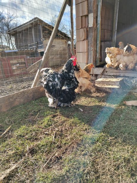  - chochin china alb urias