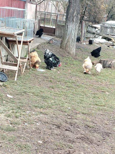  - chochin china alb urias