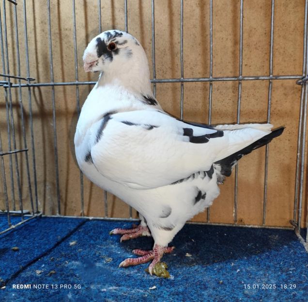 Fem 2022 - Matcă AGH 2025