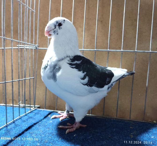 Masc 2022 - Matcă AGH 2025