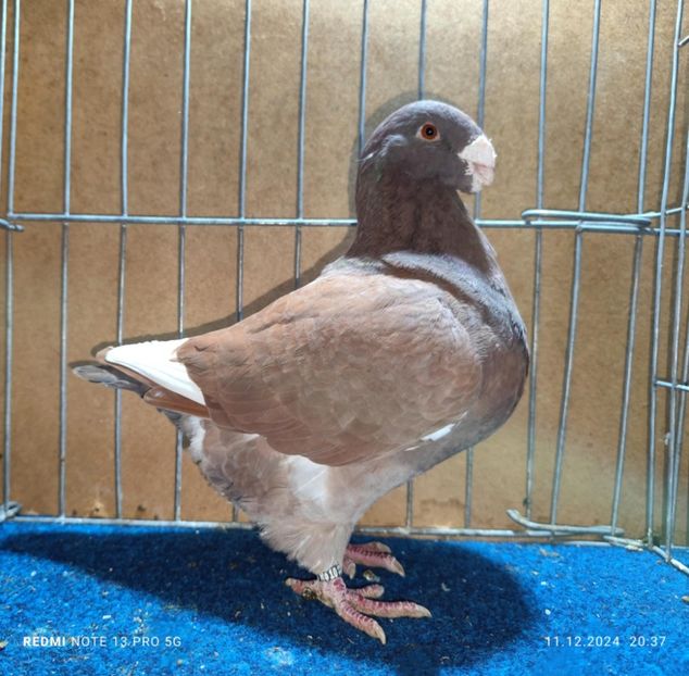 Masc 2022 - Matcă AGH 2025