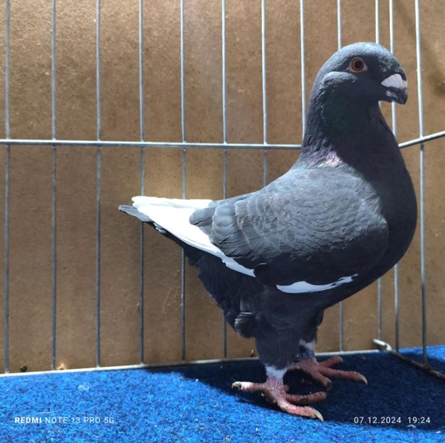 Fem 2024 - Matcă AGH 2025