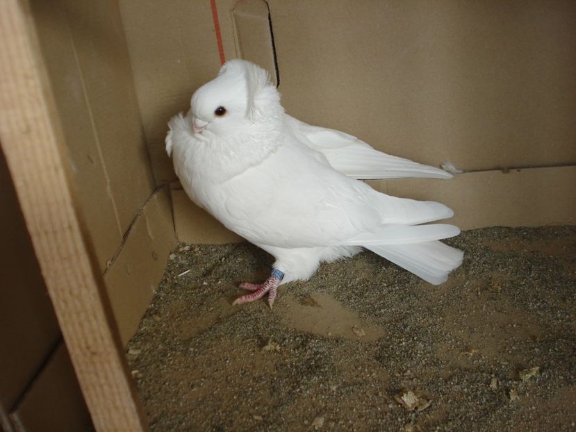 4843-24 m - alb simplu