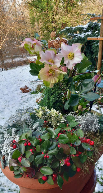  - Helleborus - Spanz