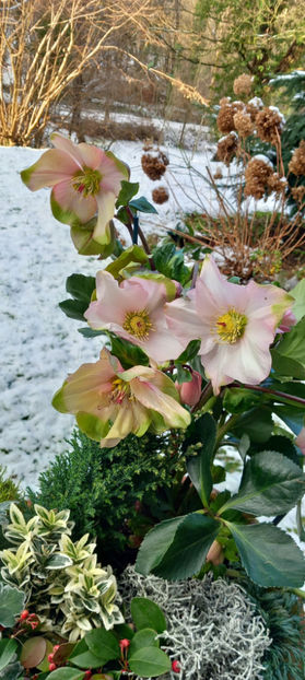 - Helleborus - Spanz