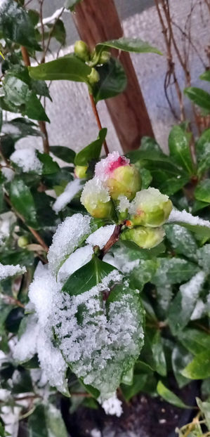  - 2024 - 04 - 2025 - 00 - Iarna