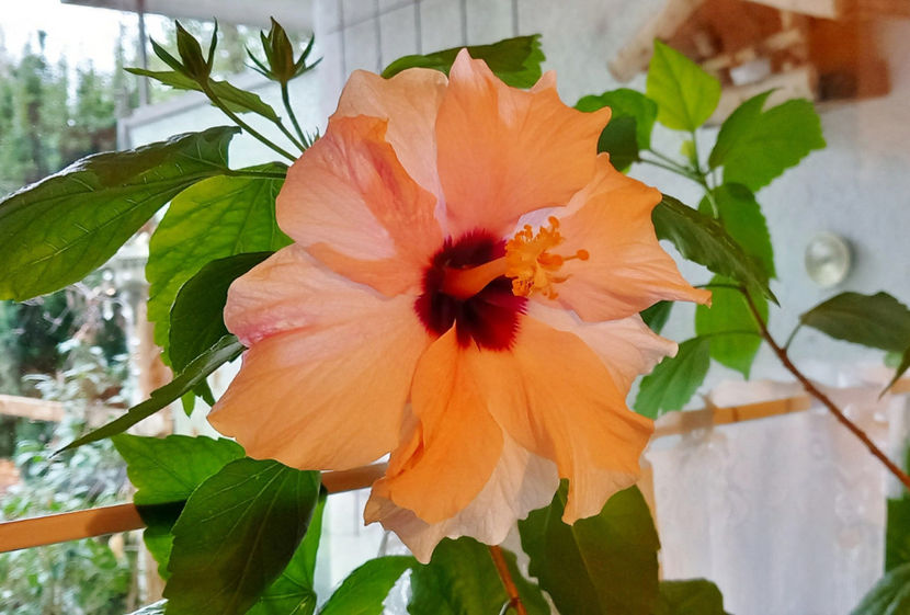 La caldurica. - 2024 - 04 - 2025 - 00 - Iarna