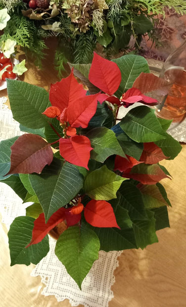  - 2024 - 04 - 2025 - 00 - Iarna