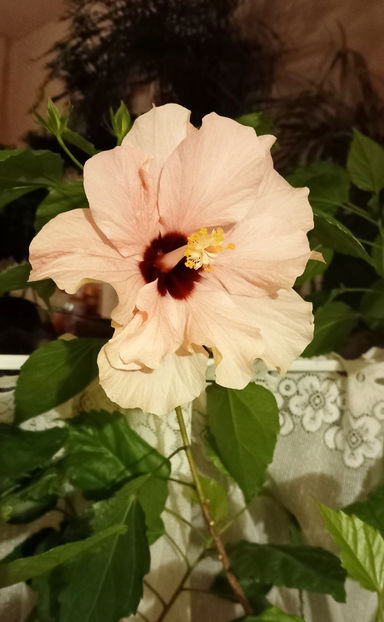  - 2024 - 04 - 2025 - 00 - Iarna