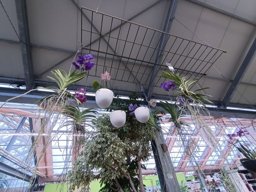 Img.2025.01.15 - Expozitie de Orhidee
