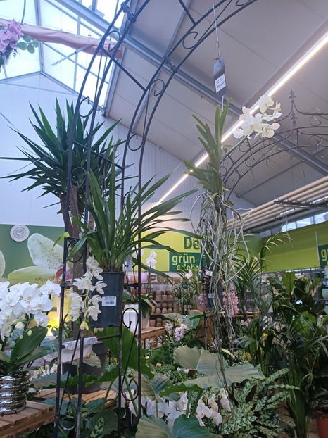 Img.2025.01.15 - Expozitie de Orhidee