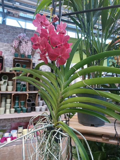 Img.2025.01.15-Vanda - Expozitie de Orhidee
