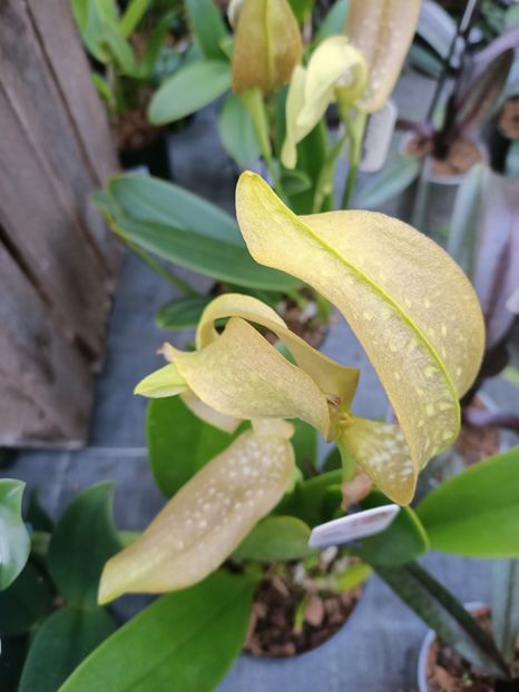 Bulbophyllum grandiflorum - Expozitie de Orhidee