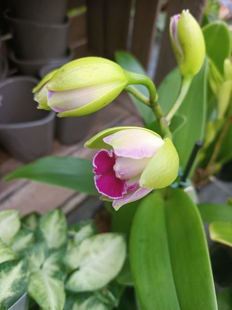 Img.2025.01.15-Cattleya - Expozitie de Orhidee