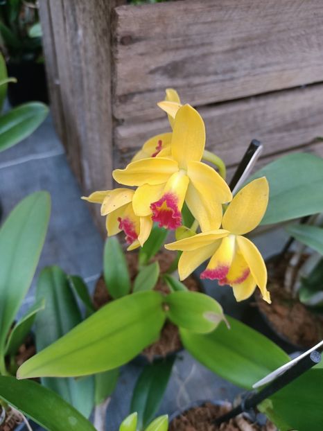 Img.2025.01.15-Cattleya - Expozitie de Orhidee