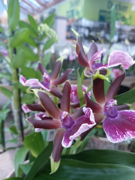 Img.2025.01.15 - Expozitie de Orhidee