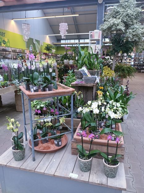 Img.2025.01.15 - Expozitie de Orhidee
