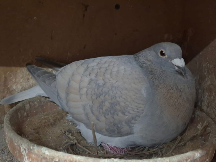  - Nu îmi aparțin 8