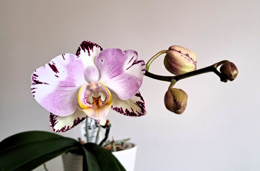  - Phalaenopsis 3