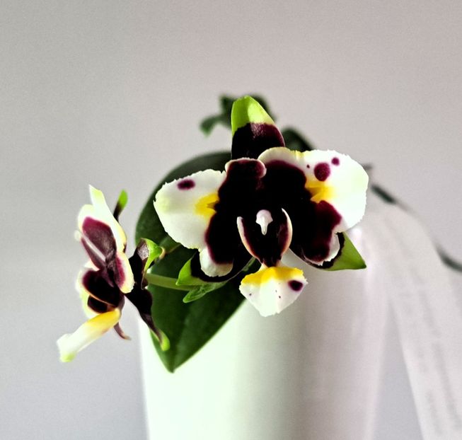 Yaphon Star Diamond 'AN6601' - Phalaenopsis 3