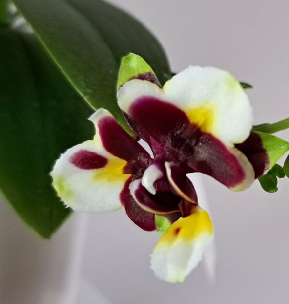  - Phalaenopsis 3