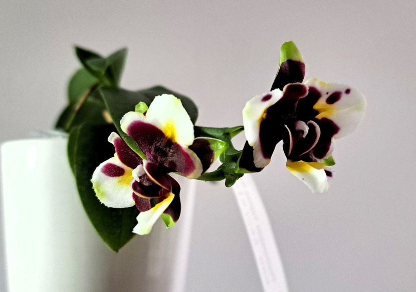  - Phalaenopsis 3