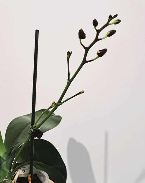  - Phalaenopsis 3