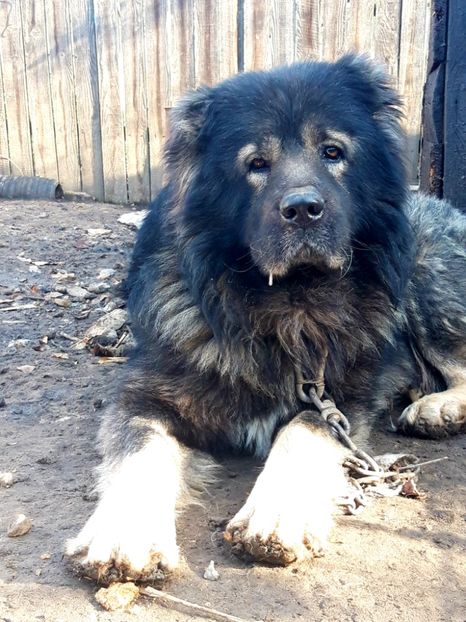  - Ciobanesc caucazian