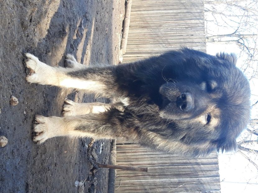  - Ciobanesc caucazian