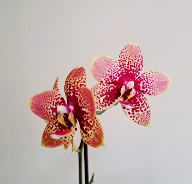  - Phalaenopsis 3