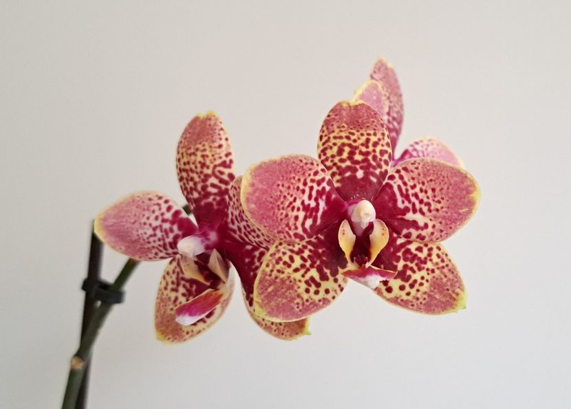 Cocodoro - Phalaenopsis 3