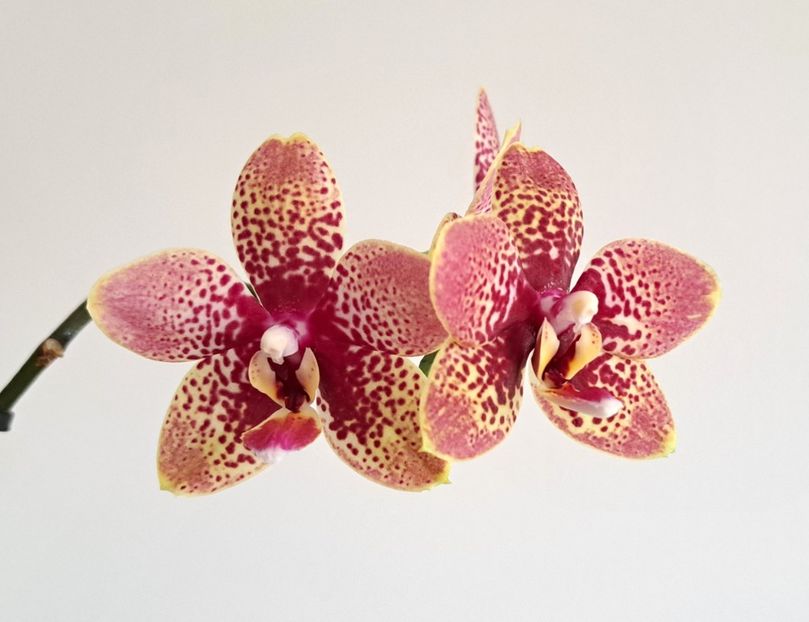  - Phalaenopsis 3