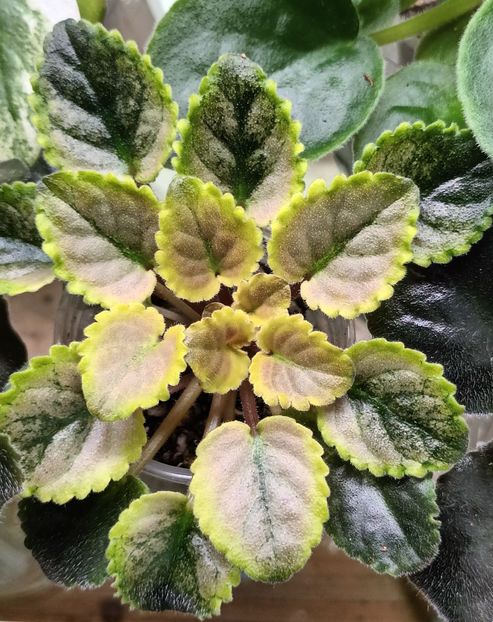  - Mac s Scorching Sun