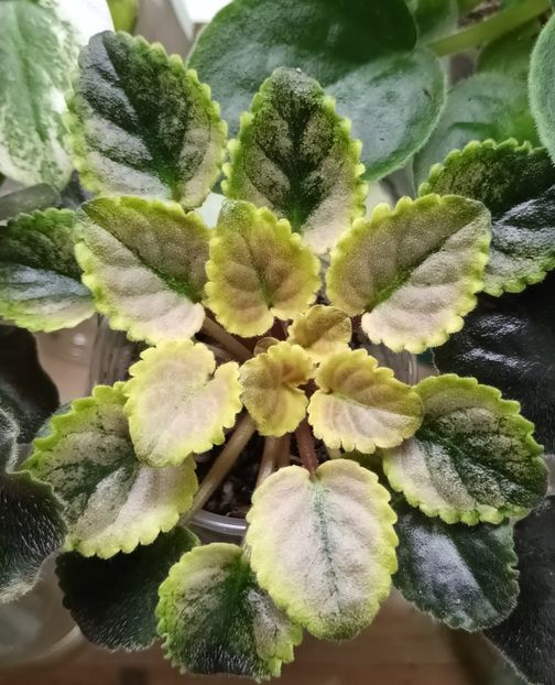  - Mac s Scorching Sun