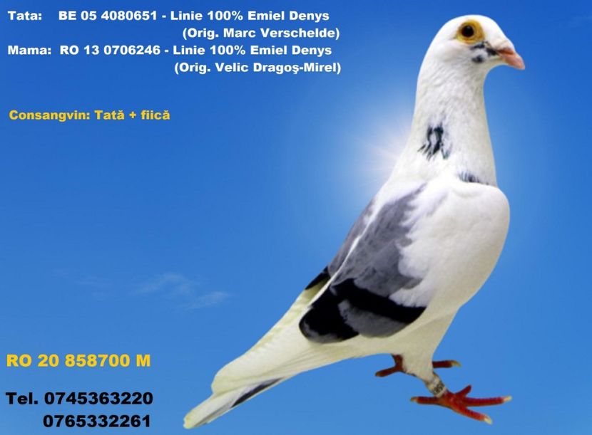 RO 20 858700 M Pret  250 Lei + transportul - 1 PORUMBEI - MASCULI - DISPONIBILI DIN ANII 2016 2017 2018 2019 2020 2021
