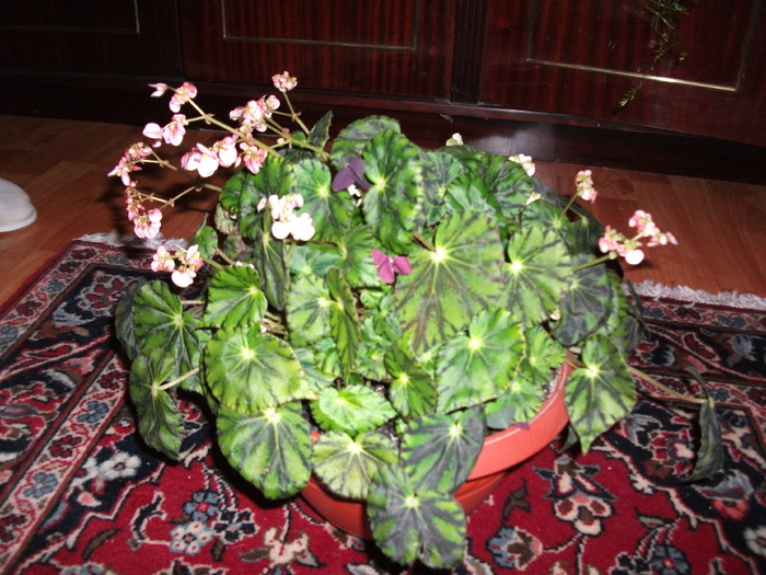 begonia bauweri - Begonii