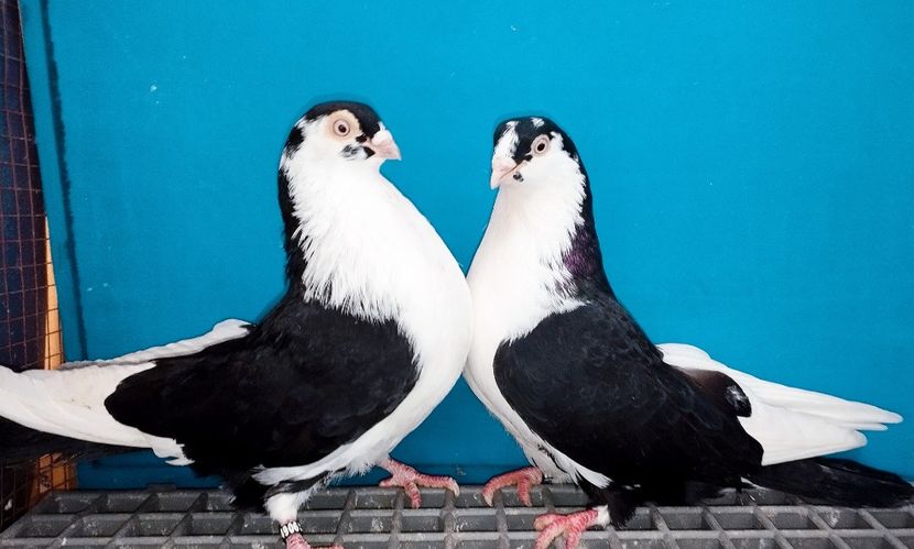 Perechea  11 - B - Perechi 2025