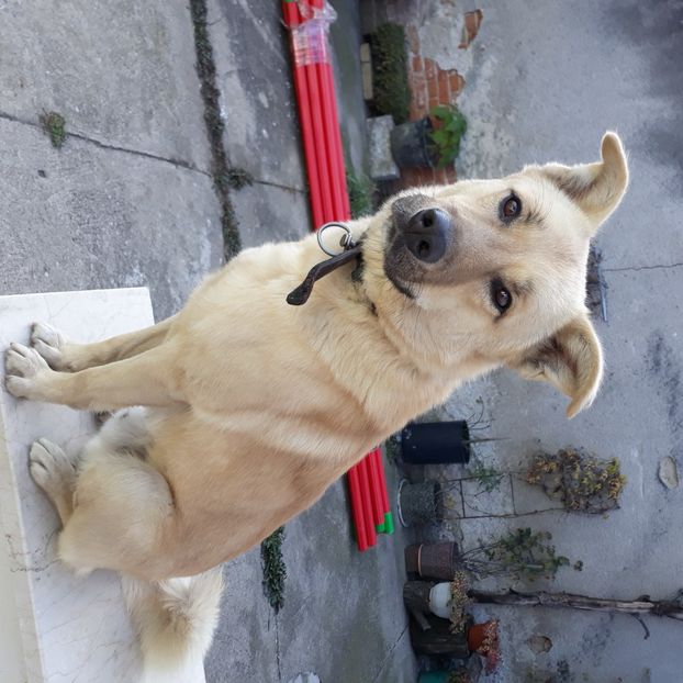  - Codiță-Cody -Coco