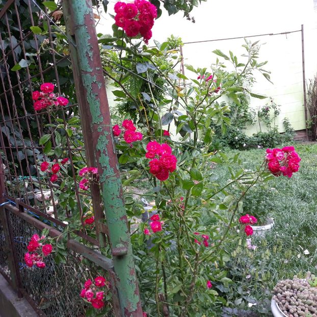  - Necunoscut deocamdată