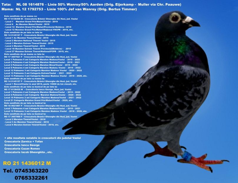 RO 21 1436012 M  REzERVAT LUGOJ Pret fix 250 Lei + transportul - ARHIVA