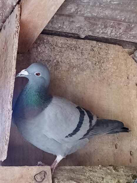 Femelă - 2024 - Arhiva-amintiri